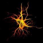 Neurons2